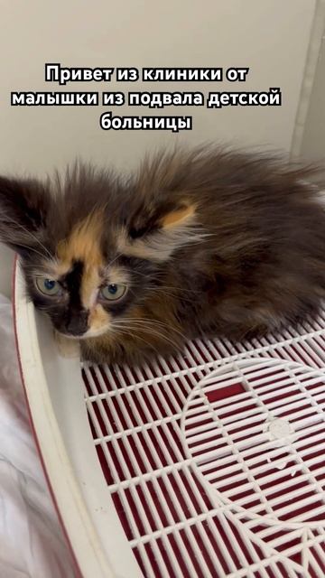 Крошка Хавроша начала набирать вес🙏 смотреть онлайн