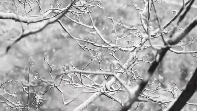 Тони Раут-Карнавал(fan клип) смотреть онлайн