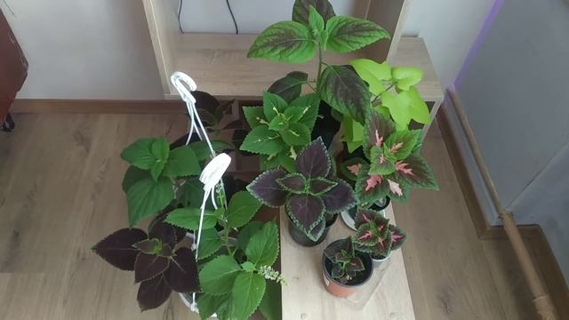 Колеусы из семян (2). Июль 2021. смотреть онлайн