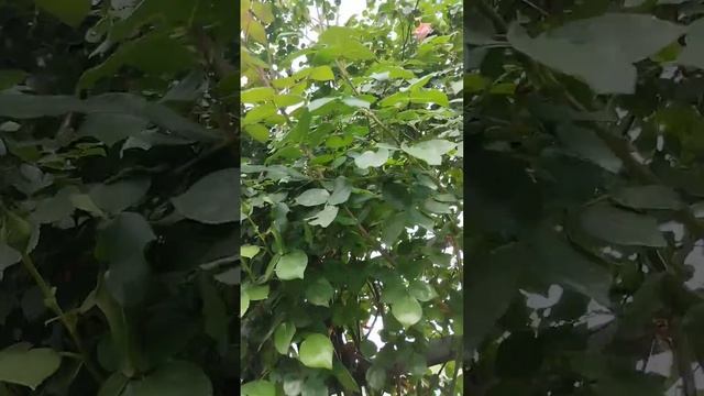 Беседка на Набережной Дуная. смотреть онлайн