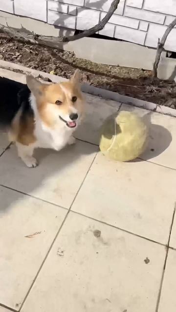 Обаяшки! 💕 #корги #сестрыкорги #dogboarding #покатушки #corgi смотреть онлайн