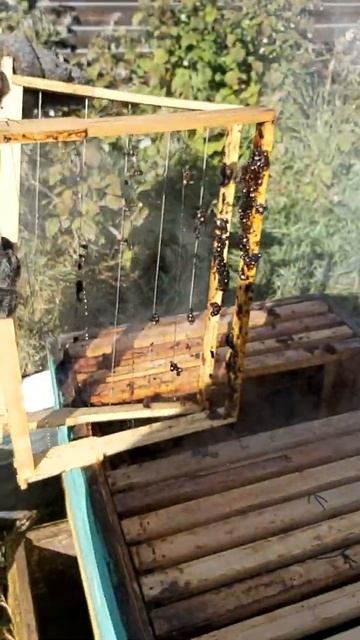 Работа парогенератора для воскотопки из газового бал? смотреть онлайн