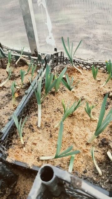 Нарциссы на выгонку к 8 марта в теплице смотреть онлайн