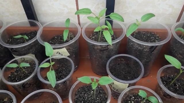 Рассада в конце февраля