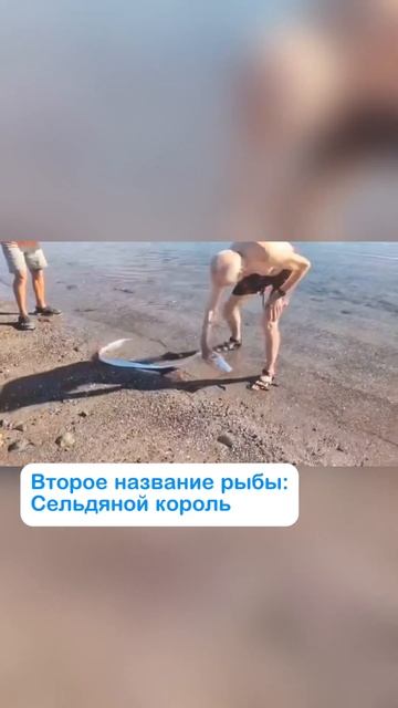 В Мексике сняли, как на берег выбрасывается рыба «Судн смотреть онлайн