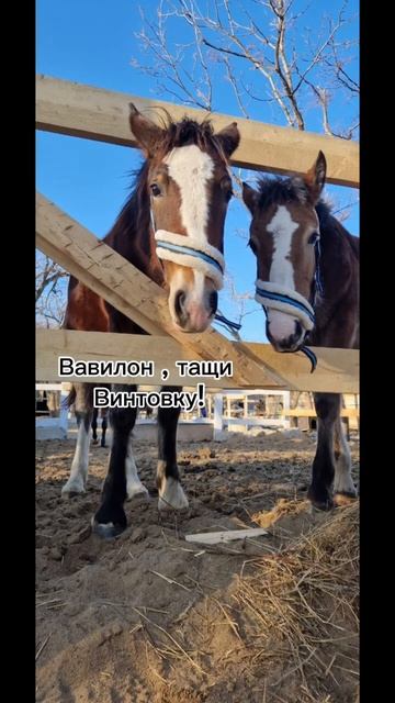 Ой , у меня чайник закипел😂😂😂😂 смотреть онлайн