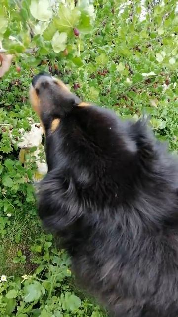 Собака ест ягоды смотреть онлайн