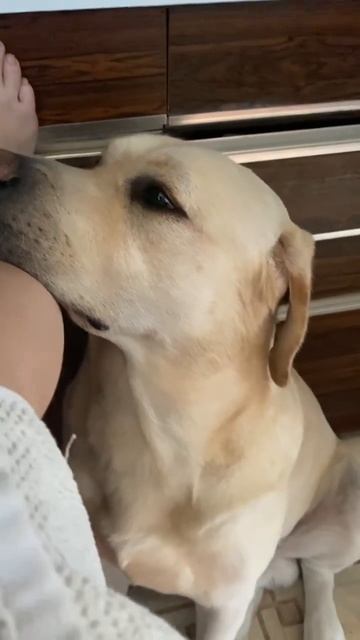 Когда лень держать голову на весу 🤣 #юмор #лабрадор #р? смотреть онлайн