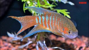 Рыбка Макропод Содержание в аквариуме Разведение и Со