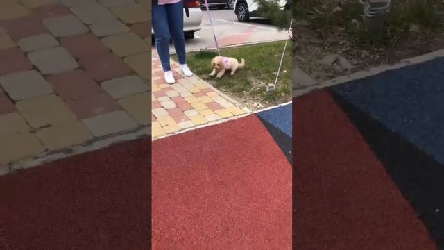 Ура у нас теперь есть собачка))) Любимый той пудель Вар? смотреть онлайн