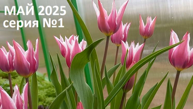 Май 2025 серия №1.Природное земледелие.