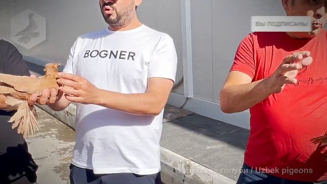 В гостях у кокандского любителя узбекских двухчубых г смотреть онлайн