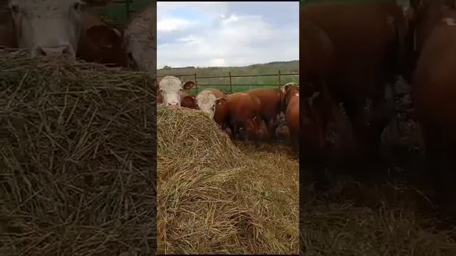 Быки на убой 18 голов герефорд,веса 500-650 кг.Цена:247 ₽/кг ? смотреть онлайн