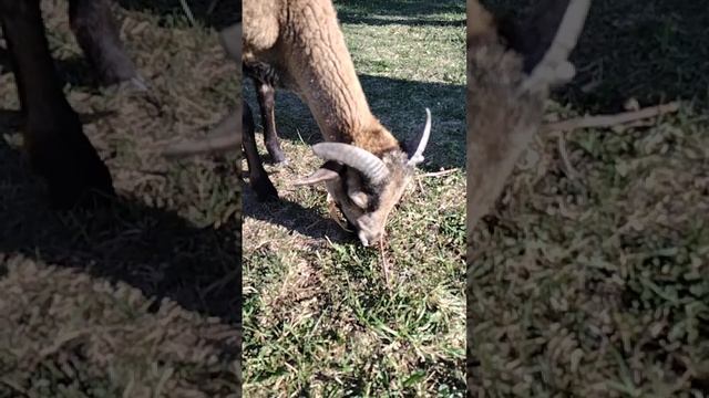 Eating🌿. Slow motion 🐏😃 / Ест траву 🌿, замедленная съёмка 🐏 смотреть онлайн