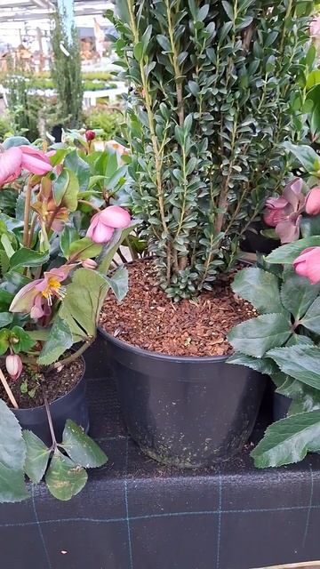 Чемерник морозник вічнозелена квітка цвіте взимку і н смотреть онлайн