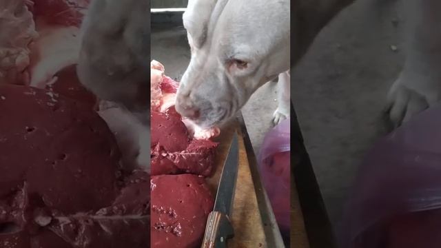 Микс в Смокере Казы Говядина Свинина смотреть онлайн