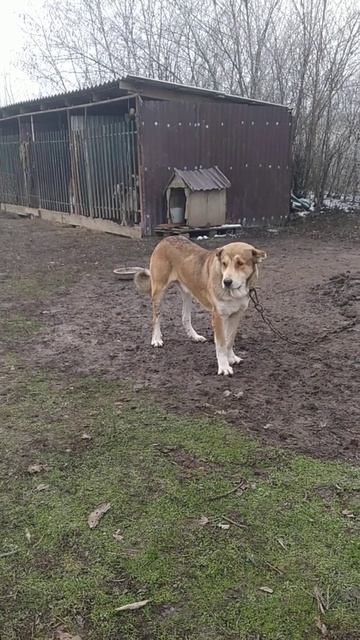 Тарзан 1.3.вес 70 кг. в холке 83 см. Сын Тарзана 2 и Берты 2.р? смотреть онлайн