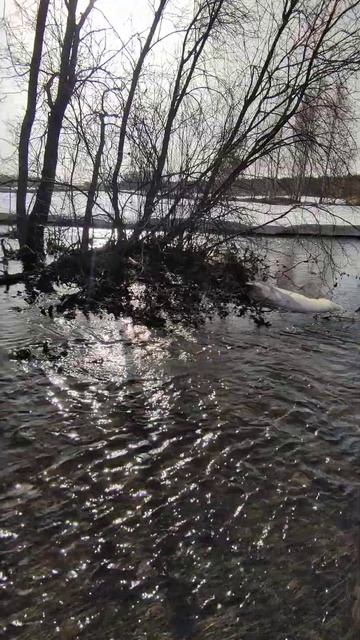 Прогулка у Зимарей. Поход на поле 6 апреля. #сад #огород смотреть онлайн