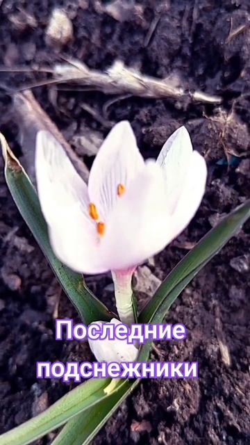 Последние подснежники смотреть онлайн
