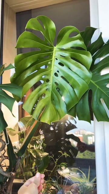 Домашний монстр 🦖 #monstera #монстера #leaves #лист смотреть онлайн