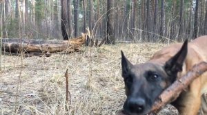 Малинуа прикол ! Собака жжет! Бельгийская овчарка дурачится