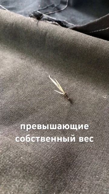 муравей может поднять больше своего веса #наблюдение # смотреть онлайн