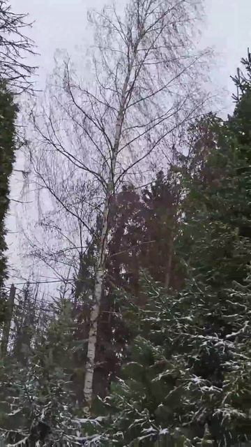 Сильные порывы ветра раскачивают ёлки в лесу. смотреть онлайн