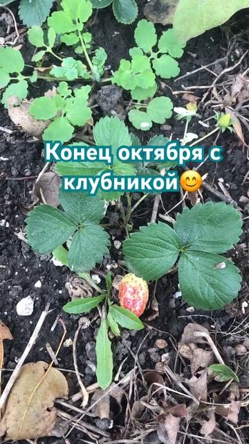 Ремонтантная клубника. #огородсвоимируками #огород #о? смотреть онлайн