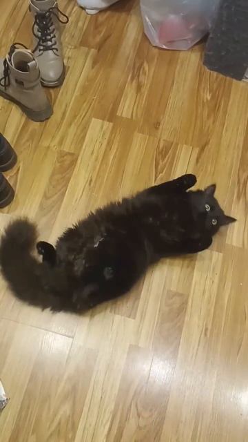 кошка пылесос и ваши полы будут блестеть как Котовы 🥚 смотреть онлайн