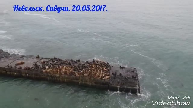 Невельск. Сивучи. Май 2017 смотреть онлайн