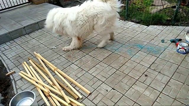 Котёнок весом 60 кг смотреть онлайн