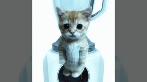 котёнок в блендере😭