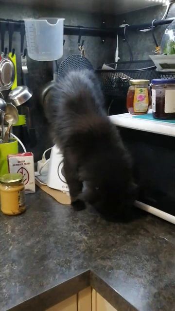 Кошка-миксер )) смотреть онлайн