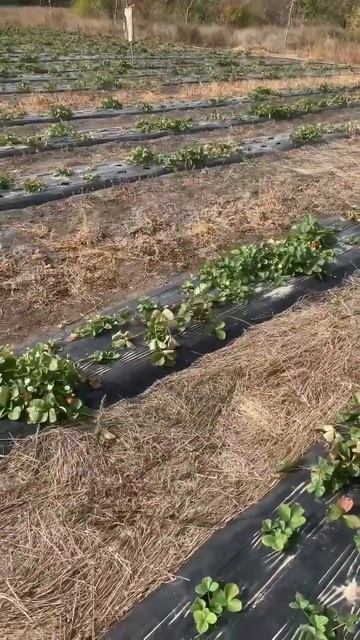 Клубника Мурано после сезона непрерывного плодоношен смотреть онлайн