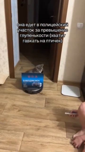pov: робот-пылесос когда увидел то что моя кошка гавкает смотреть онлайн