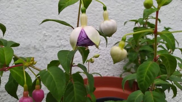 Вечерний обзор цветения пеларгонии ,фуксии #flowers #garden #? смотреть онлайн