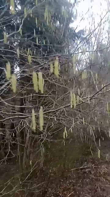 орешник смотреть онлайн