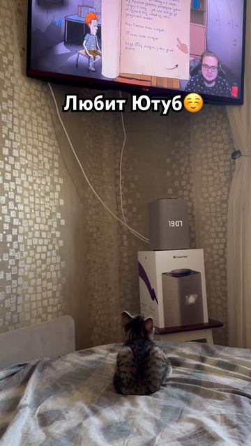 Ев любит расслабиться) #ев #cat #котенок смотреть онлайн