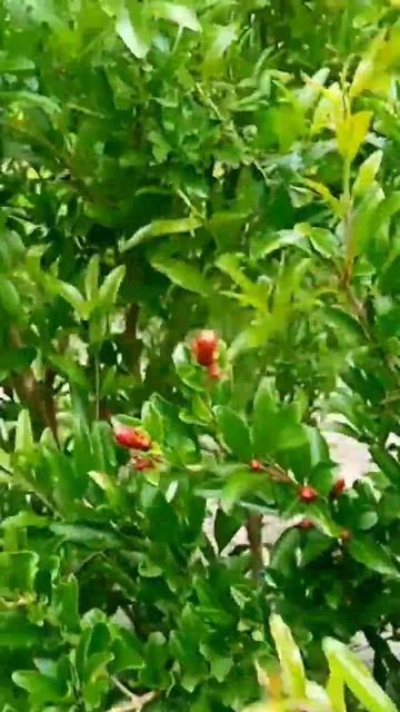 ГРАНАТ. Начал цвести!