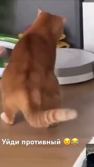 Кот и робот пылесос 😉☝️😂 смотреть онлайн