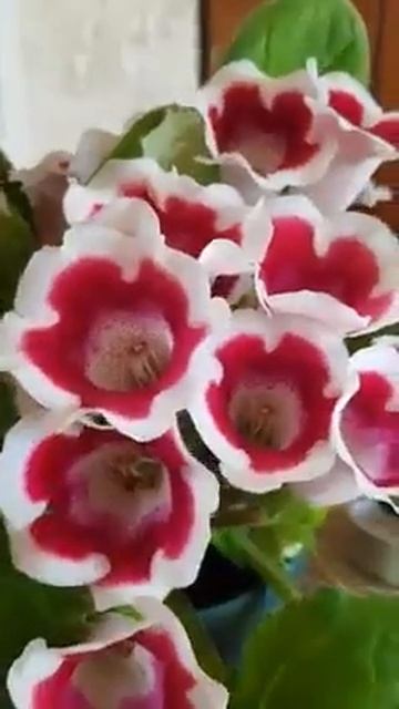 Глоксинія - у тренді біло -бордо Kaiser Friedrich смотреть онлайн