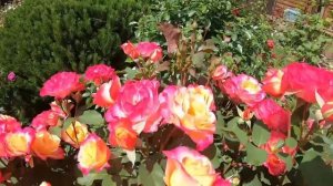 Marseille en Fleurs (Марсель ан Флёрс)