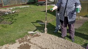 Сажаем картошку. Что кладем в лунку?