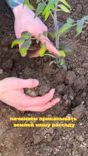 Переросшая рассада даст отличный урожай, если посадит смотреть онлайн