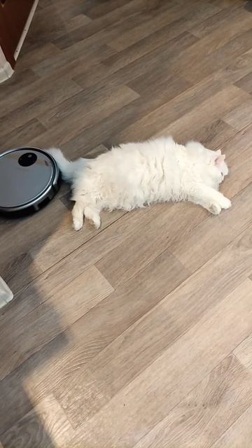 Робот пылесос решил съесть хвост кота Мартина. смотреть онлайн