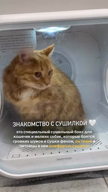 Кошка в микроволновке 😅 шутим, это специальная сушил? смотреть онлайн