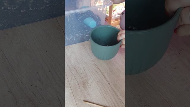 Антуриум с Вайлдберриз. Смотрим корни. Перевалка)) смотреть онлайн