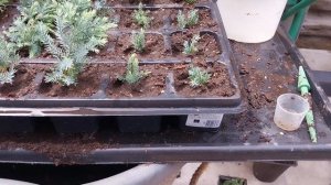 Укоренение Туй и Можжевельников Черенками