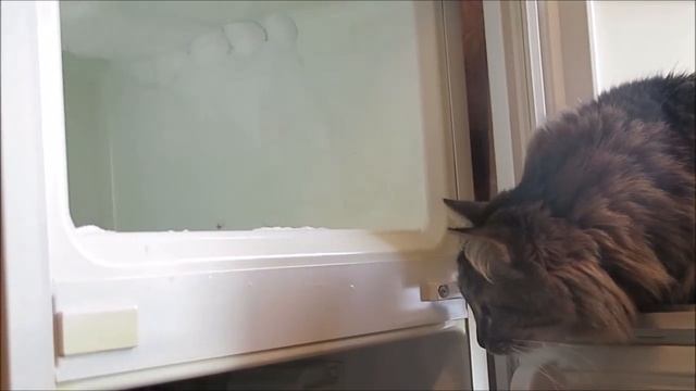 Кошка впервые увидела холодильник внутри. смотреть онлайн