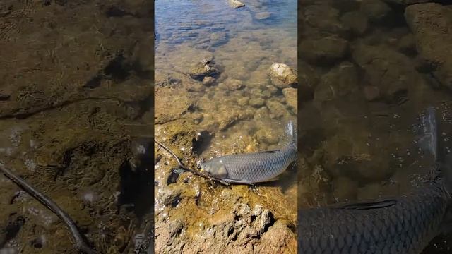 Белый амур.Вес 10 килограммов 140 граммов. смотреть онлайн